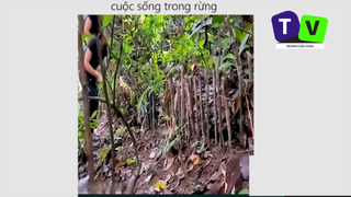 Cuộc sống trong rừng phần cuối