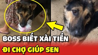 Chú chó biết xài tiền đi mua MÌ và CÁ giúp ba mỗi ngày 😍 | Yêu Lu