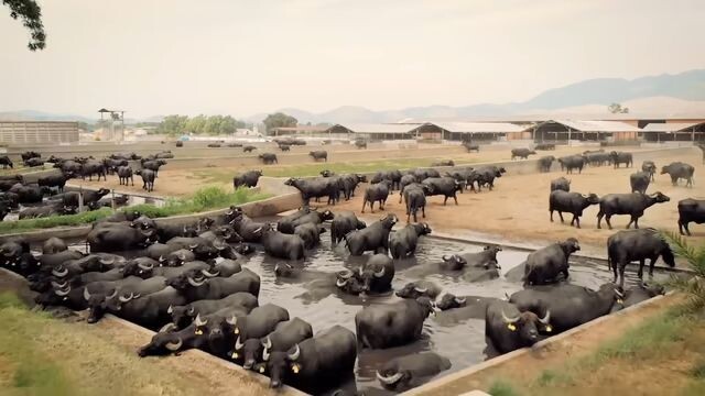 Largest water buffalo farm