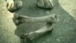 Dog NTR
