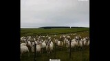 [Loài vật] Chú cừu lịch sự