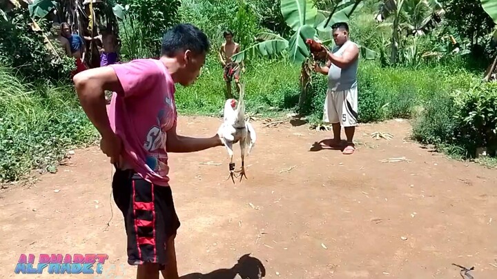 Sabung ayam Pisau bali