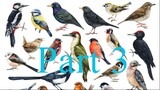 Part 3 | Parrot talking | voice of birds |