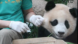 44kg Panda Fubao And Its Breeder's Daily Life