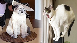 Funniest Animals 🤣 Funny Cats and Dogs Videos 2023 😍 Part 21