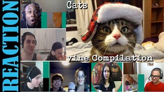 Funny Cats Vine Compilation September 2015 REACTIONS MASHUP