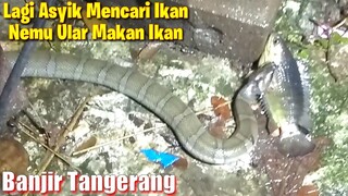 Nemu Ular Makan Ikan Saat Cari Ikan Ditengah Banjir