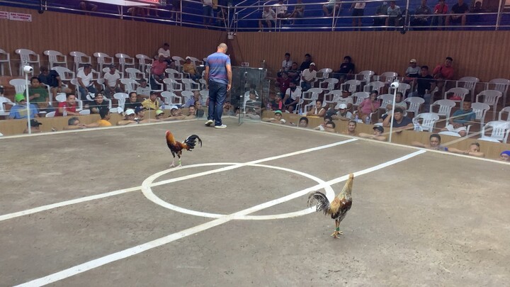 10 stag derby figba-bakbakan Semi finals. 3rd fight win. DVH Dom x Bebot Uy Dom