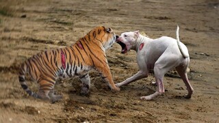 Detik² Anjing Lapar Nekat Menyerang Harimau, Begini Endingnya...