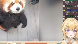 Những kẻ ngốc Nhật Bản xem "Gấu trúc đỏ dễ thương quá, tỷ lệ chữa khỏi là 100%"