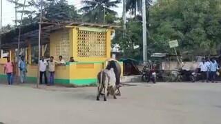 bull fight