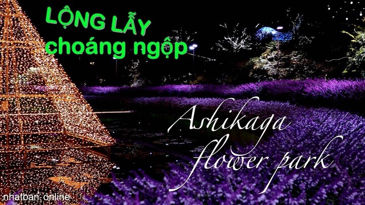 Choáng ngộp Giáng sinh ở Nhật Bản【Ashikaga Flower Park】Du Lịch Nhât Bản|#japanvlog #explorejapan#4k