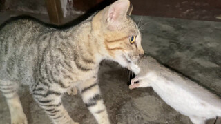 Sangat sulit untuk merebut tikus kecil pertama yang ditangkapnya dari mulut kucing