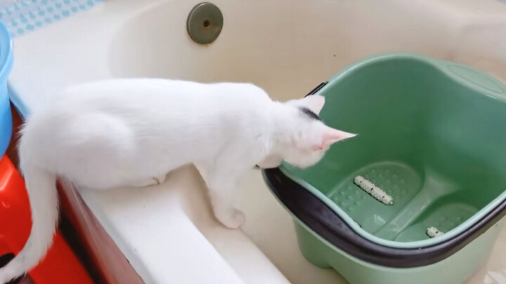 แมวที่ฝันอยากอาบน้ำ การอาบน้ำของแมวเหมียวครั้งแรก
