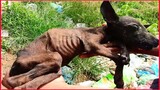 So Sad Poor Puppy Dog With A Disease Is Abandoned By It's Owner In A Pitiful Litter.