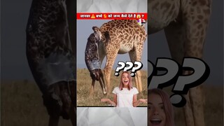 खतरनाक⚠️जानवर बच्चे कैसे देते है😱?/Amazing🤯#shorts#youtubeshorts#funny#animals#india#new#reels#facts