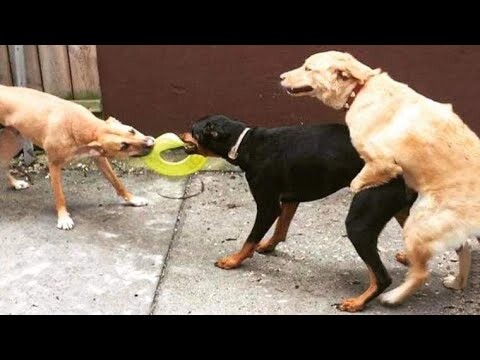 Funny Dogs And Cats Videos 😻🐶 - Best Funny Animal Videos 2022