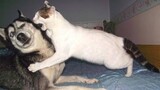 Funny DOGS & CATS Moments will make you LAUGH YOUR HEAD OFF -   Funny Pets Video