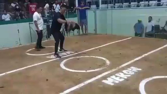 7 yrs old madigan grey broodcock in action