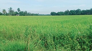 buhay probinsya