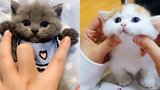 Baby Cats - รวบรวมวิดีโอแมวน่ารักและตลก ลูกแมวน่ารักในโลก