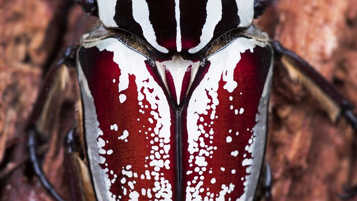 [Animals]Open three eggs of Goliathus