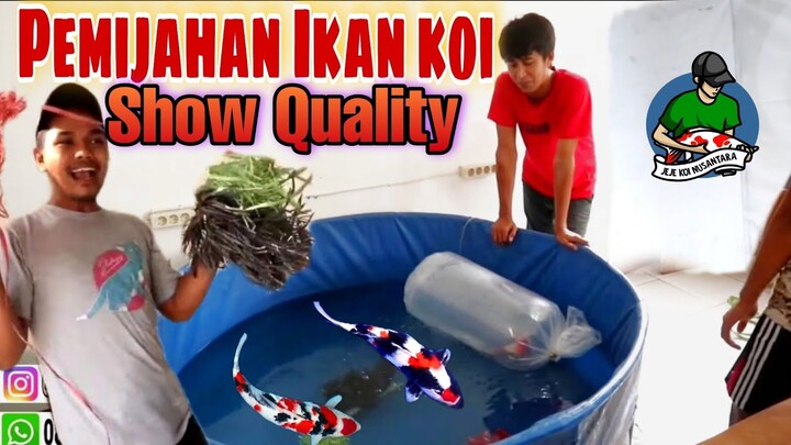 Koi Show Quality dipijakan | Apakah Dapat anakan super?