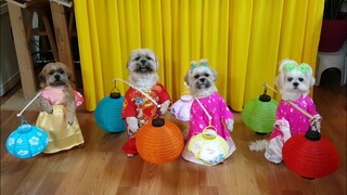 Bốn bé chó dể thương rước đèn Trung Thu 2021, cười đau ruột với CJ/Four cute dogs carry the...