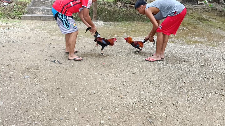 2X winner roasted red