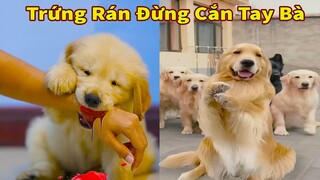 Thú Cưng TV | Trứng Vàng và Trứng Bạc #29 | Chó Golden Gâu Đần thông minh vui nhộn | Pets smart dog