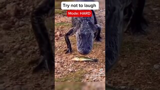 Try not to laugh HARD #funnyvideos #funny #hilarious #comedyvideos #comedy #trynottolaugh #shorts