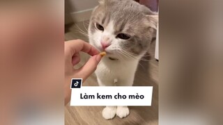 Nay mình thử làm kem từ soup thưởng cho mèo nha 🤎 cá nhân mình thấy để bình thường vẫn dễ cho ăn nhất  cat meo icecream ONhaVanVui