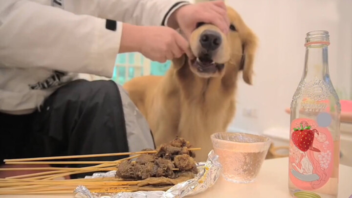 [Động vật]Chú chó Golden Retriever quảng cáo nước ngọt