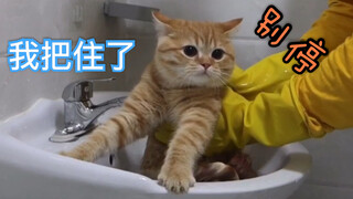 橘猫喵生第一次洗澡 乖到怀疑是假猫 配合度之高似搓澡的你 淡定小橘
