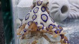 The first time raising a blue ringed octopus