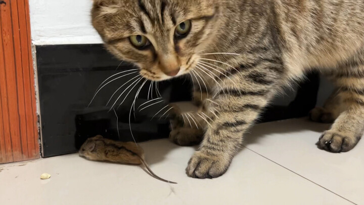 [Animals]When my tabby cat catches the mouse