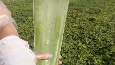 [Changgege] Tác phẩm mới nhất của tôi, hãy đến xem!
