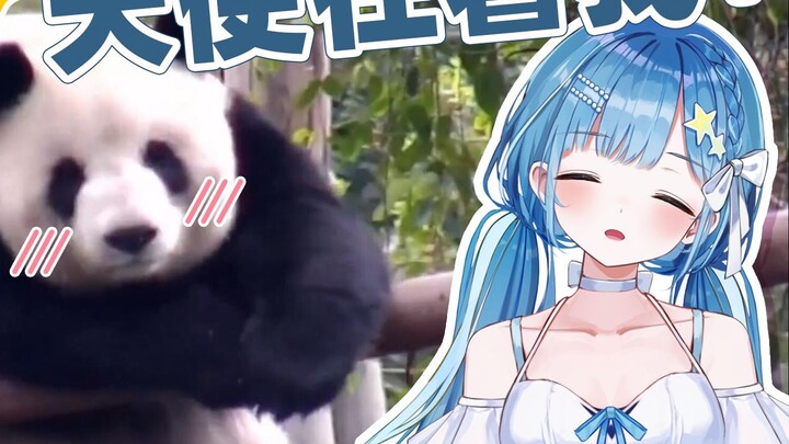 Loli Angel Jepang terlihat lucu saat melihat tingkah panda raksasa yang membingungkan.