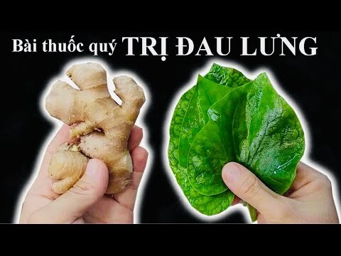 Bài thuốc quý trị ĐAU LƯNG, SƯNG ĐAU KHƠP GỐI, VIÊM KHỚP DẠNG THẤP, THOÁI HÓA KHỚP