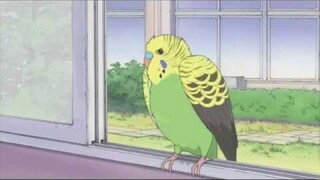 Nichijou - Parakeet