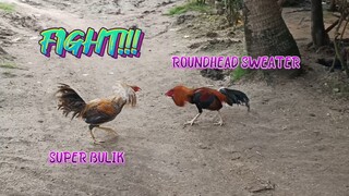 Super Bulik natin VS Roundhead Sweater ng Kapitbahay!   JRP BACKYARD