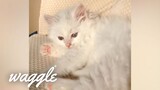 Fluffiest Cats Ever | Cute Cat Videos