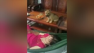 ngày nào cũng vậy chắc chết sớm 😁dog thucung xuhuong