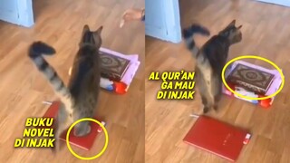 MASYAALLAH!  Walau Dipancing Makanan, Kucing Ini Gamau Injek Al-Qur'an  dan Pilih Lewat Samping
