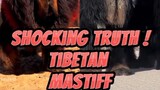 Tibetan Mastiff#FYPシ #FYPシ゚viral #YouTube shorts #animal YouTube #animals #dog #dogs #bigdog#lion