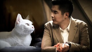 Jika Shen Yi adalah seekor kucing |. Ducheng × Shen Yi |.