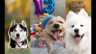 CUTEST ANIMALS IN THE WORLD #15 - Cute and funny dogs moment compilation 2019