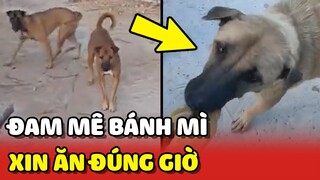 3 Chú chó mê BÁNH MÌ tự giác xếp hàng XIN ĂN ĐÚNG GIỜ mỗi buổi sáng 😂 | Yêu Lu