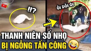 Tin 3 Phút Hài | Tổng hợp tình huống 'HÀI ĐỘNG VẬT' không cười không lấy tiền P12