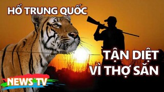 Hổ Trung Quốc tận diệt vì các thợ săn phương Tây